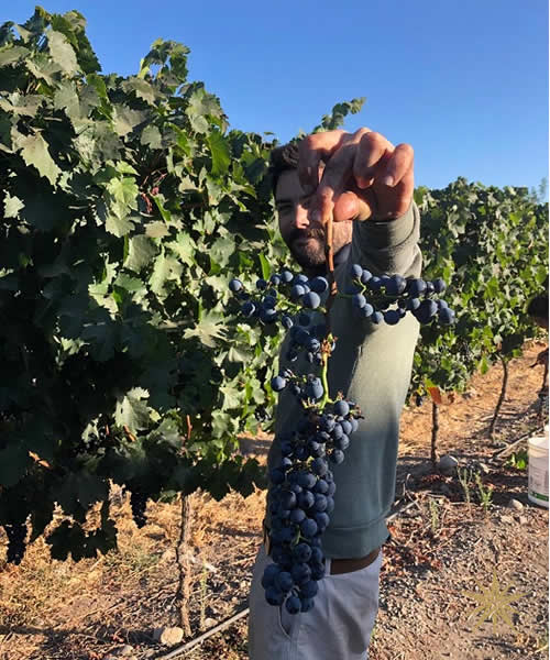 Vina Santa Carolina Santiago Wine Brokers USA MO Cellars